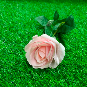 Rosa Decorativa